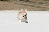 CORGI PEMBROKE 204